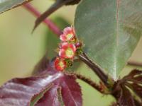 Jatropha Gossypiifolia project thumbnail