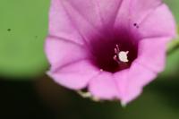 Ipomoea triloba project thumbnail