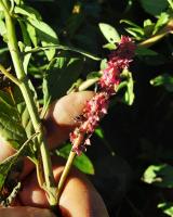 Phytolacca Octandra project thumbnail