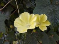 Merremia Vitifolia project thumbnail