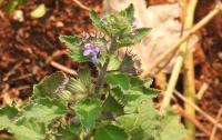 Mesosphaerum Suaveolens project thumbnail