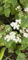 Ageratina Adenophora project thumbnail