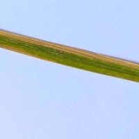 Rice Leafs project thumbnail