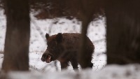 Wild Animals project thumbnail