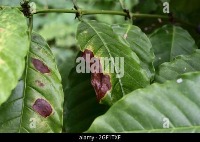 Plant Diseases project thumbnail