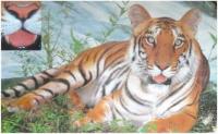 Animal detection project thumbnail