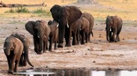 Wild Animal project thumbnail