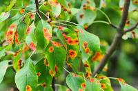 Leaf Disease Detection project thumbnail