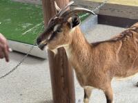 Goat project thumbnail