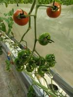 YOLOv8_tomato project thumbnail