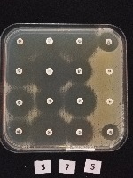 disk diffusion project thumbnail