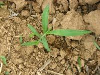 Re-Annotate-weed project thumbnail