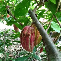 CACAO ENFERMEDADES project thumbnail