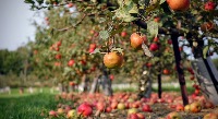Apple detection project thumbnail