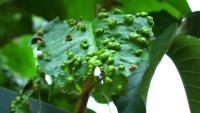 Plant Pathology  project thumbnail