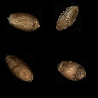 Wheat POC project thumbnail