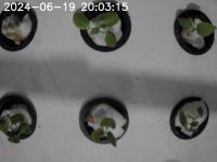 potato-growth-stage project thumbnail