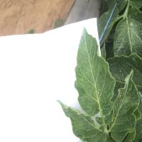 plant-disease-detection project thumbnail