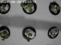 potato-growth-segmentation project thumbnail
