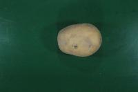 potato segmentation project thumbnail