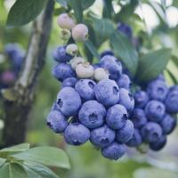 BlueBerries project thumbnail