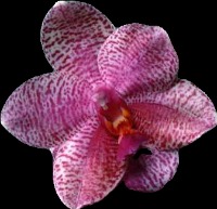 Orchid Segmentation project thumbnail