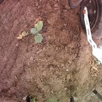 cabbage project thumbnail