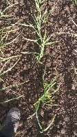 green_garlic project thumbnail