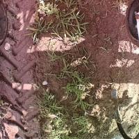 kale project thumbnail