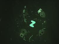 az project thumbnail