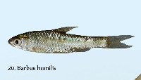 Fish project thumbnail