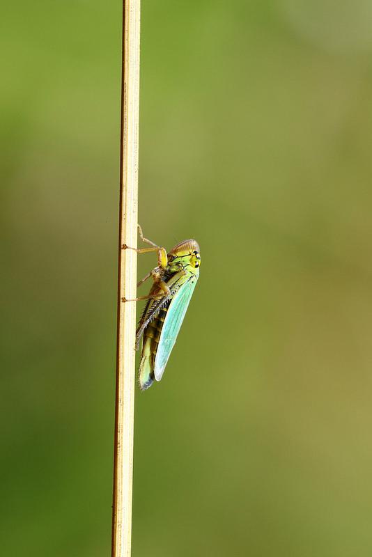 hopper Object Detection Dataset by pesthopper