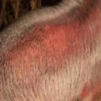 pigskin project thumbnail