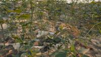 obstructed_synthetic project thumbnail