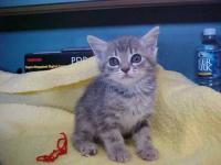 Cat project thumbnail