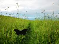 wg-insect-detection project thumbnail