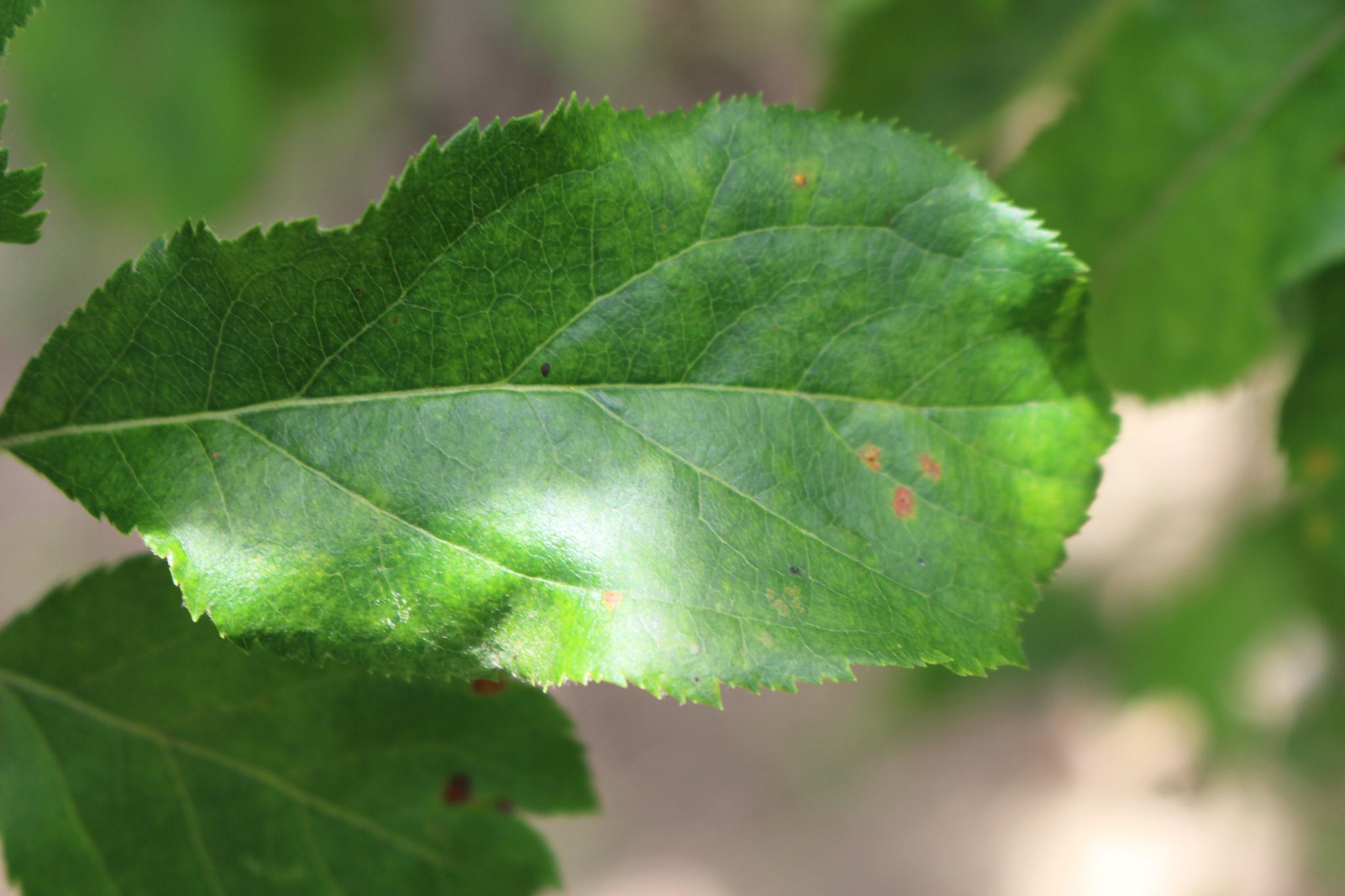 Apple leaf disease Object Detection Model by VDS WORKSPACE