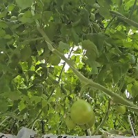 tomato project thumbnail