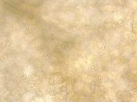 Arabidopsis 40X Stomata Density project thumbnail
