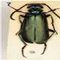 Pest detect102 project thumbnail