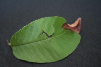 leaf project thumbnail