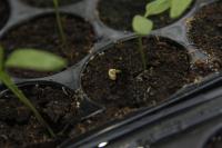 chili project project thumbnail