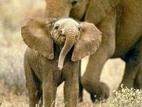 elephant project thumbnail