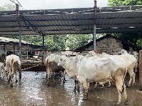 Cow Keypoint Detection project thumbnail