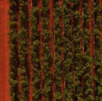 lemon_setp_agw_field_2 project thumbnail