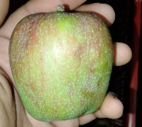 applesorting project thumbnail