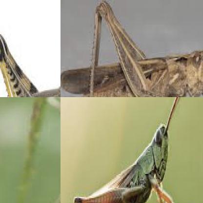 Patadi Insect Pest Padi Object Detection Model by Telkom