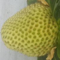 Classification_Strawberries project thumbnail