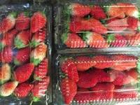 detection_strawberries_mika project thumbnail