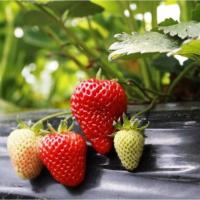 detection_strawberries project thumbnail